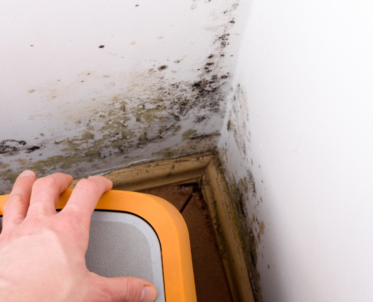 Why Choose PuroClean Certified Restoration Specialists for Mold Remediation