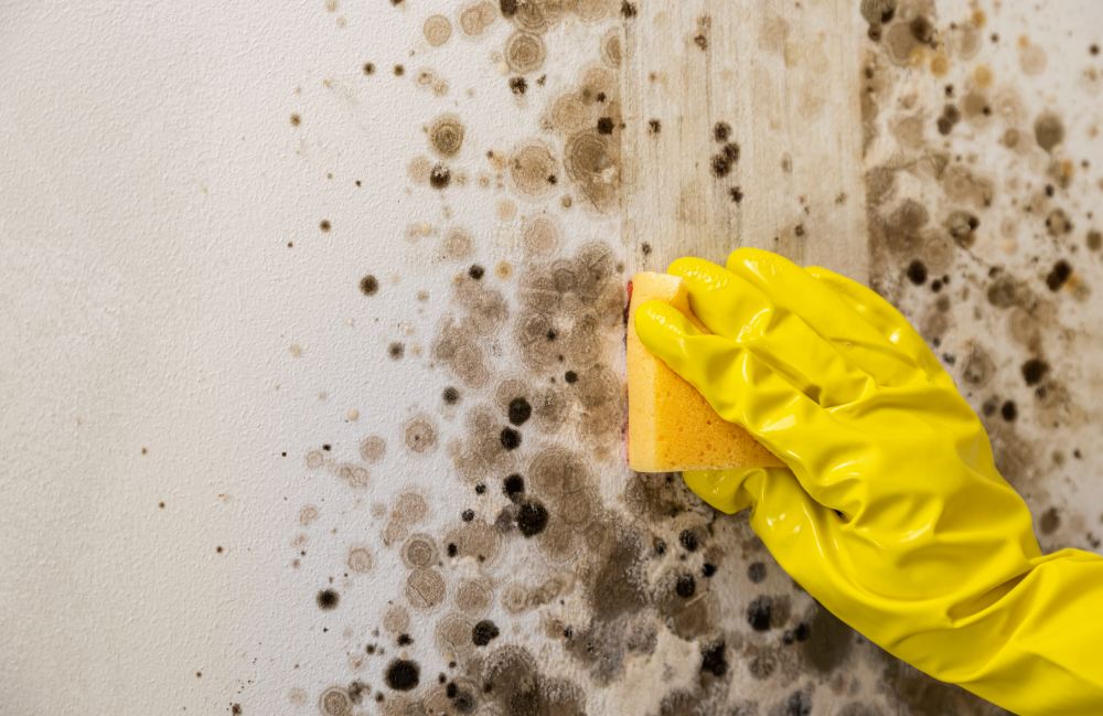 What to Expect During the Mold Remediation Process in Bakersfield Homes