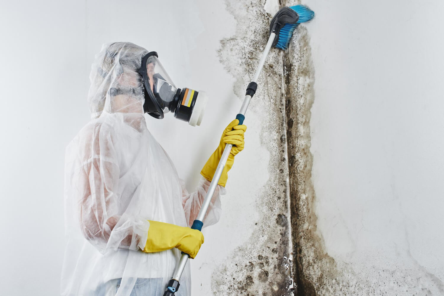Mold Removal and Remediation Services in Arvin, CA