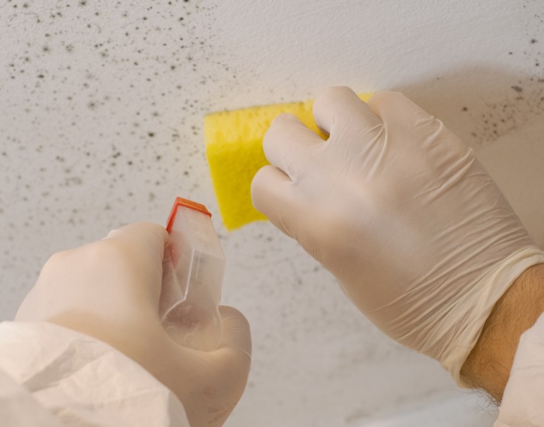 What Is The Mold Remediation Process in Bakersfield, CA