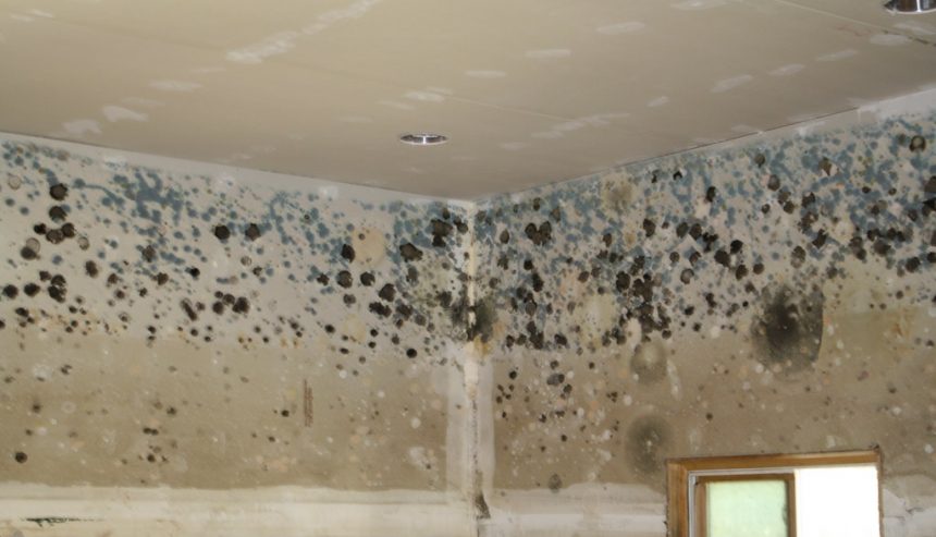 How Fast Does Mold Grow After Water Damage?