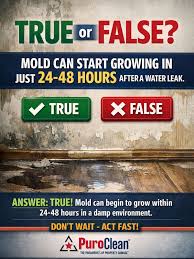 Mold can start growing in 24-48 hours after water damage; act quickly to prevent it.