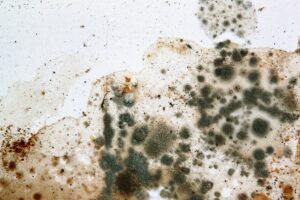 Close-up of mold growth on a wall, showing various colors and textures indicative of mold contamination.