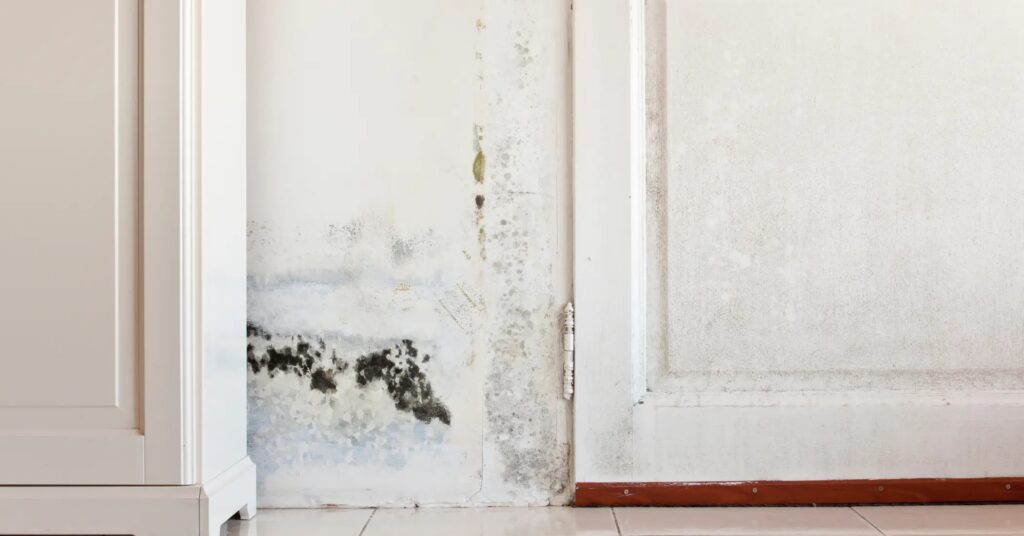 A white wall shows significant black and green mold growth next to a white cabinet and door