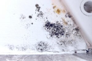 Black mold and water droplets on a damp white wall