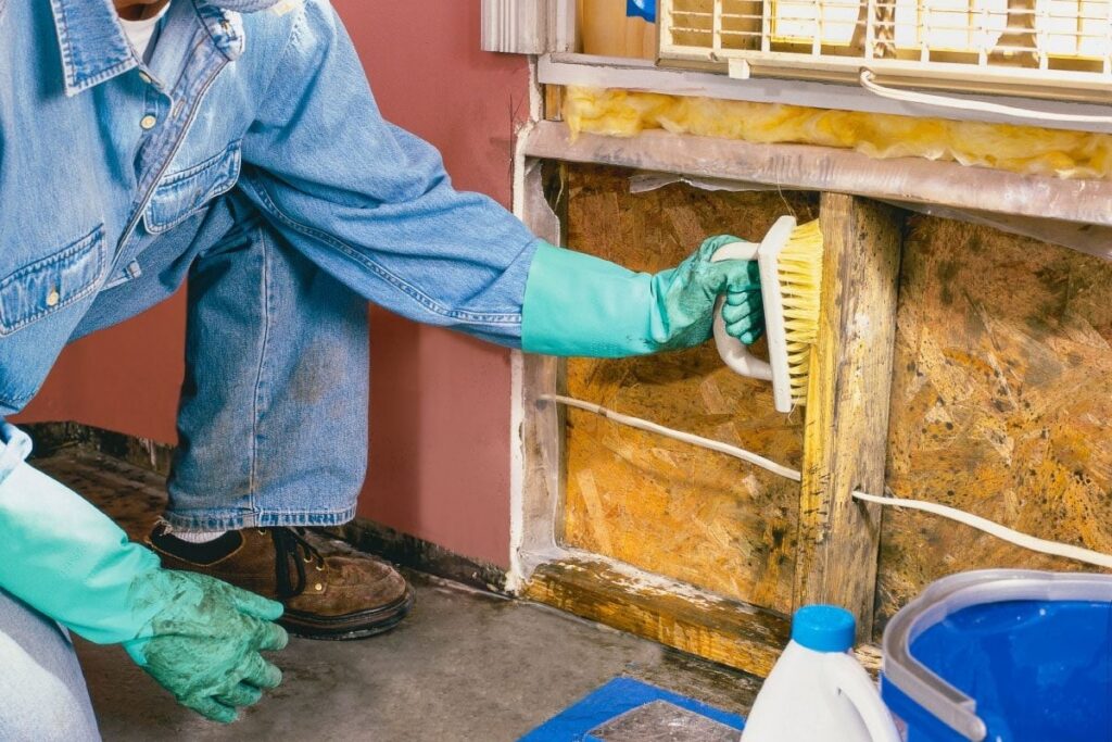 A person in green gloves scrubs a moldy wooden wall frame with a cleaning brush.