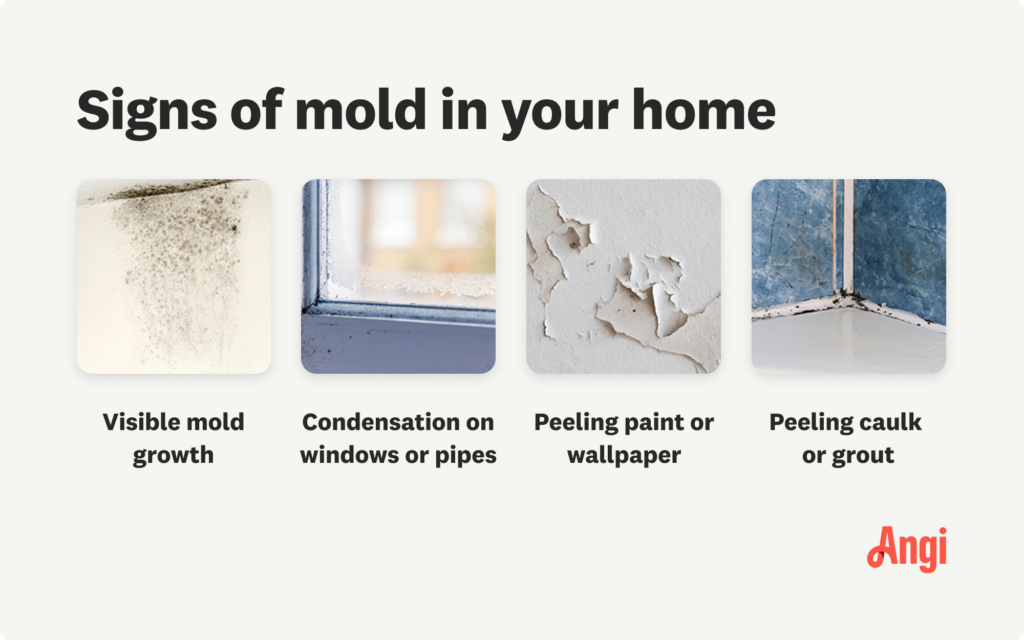 Four common signs of mold: visible growth,
