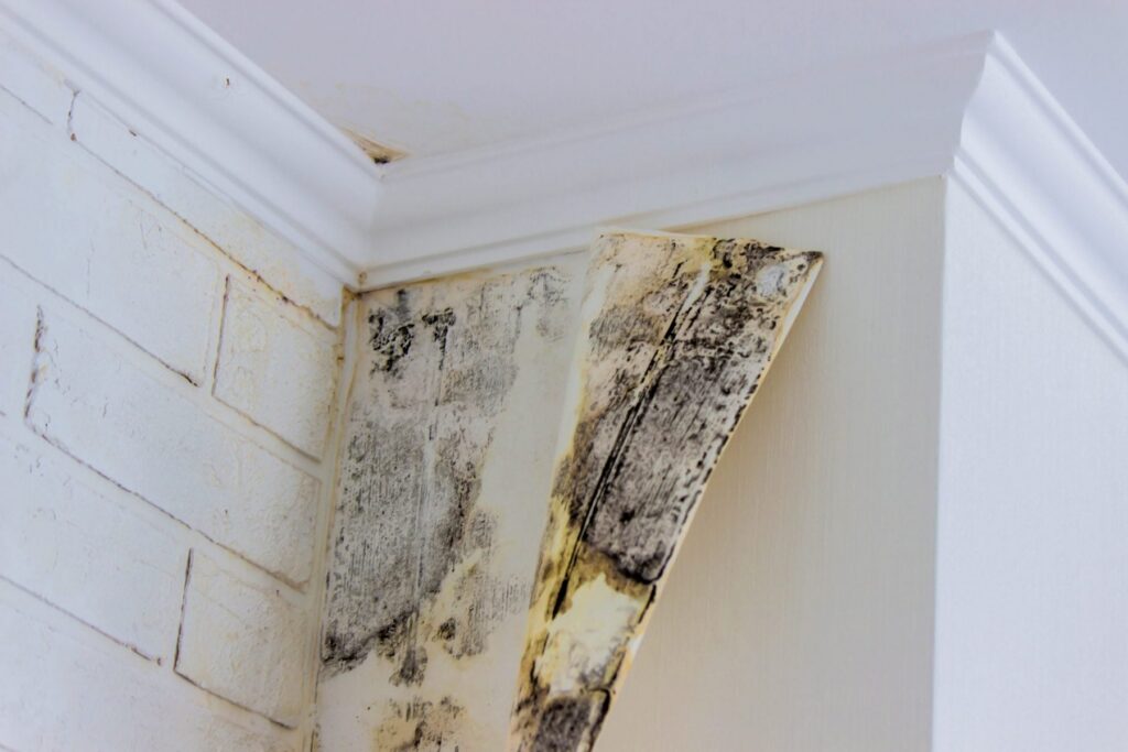 Severe black mold covers a wall, archway, and ceiling corner in a room.
