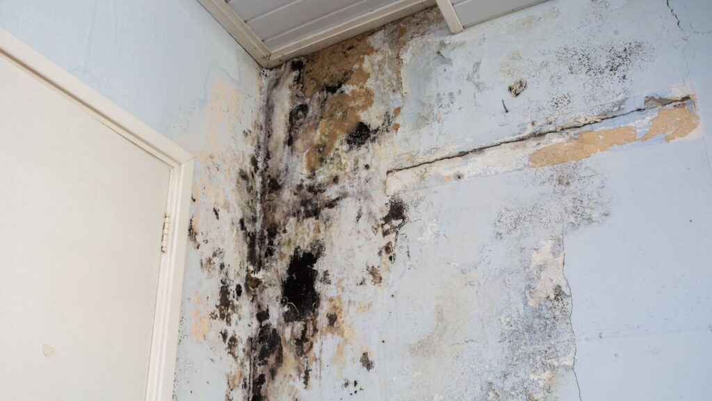 Extensive black mold and water damage cover a light blue wall with peeling paint and a visible