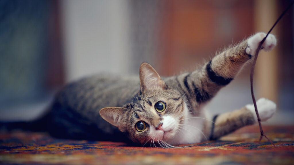 Mr-Kitty