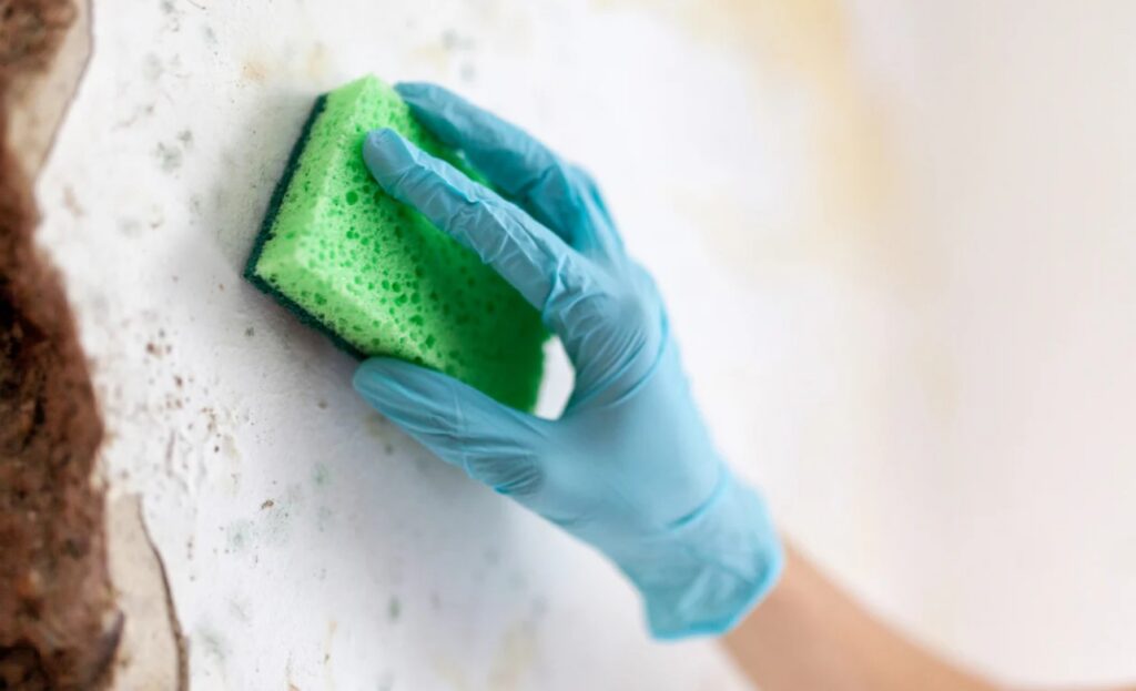 Mold Growth After Property Disasters