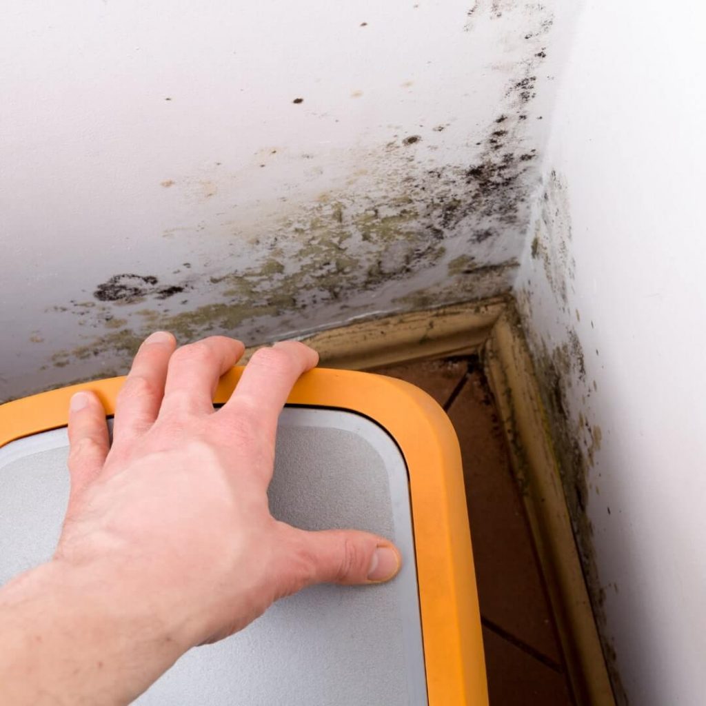 The Importance of Mold Inspection