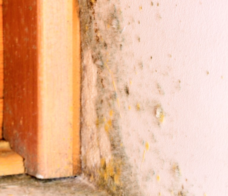 What Precautions Should I Take During Mold Remediation