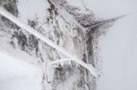 Mold Problems