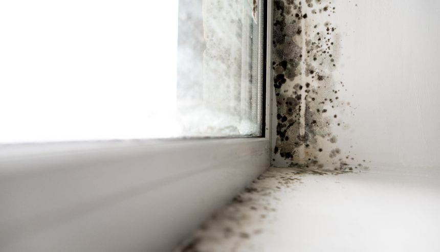 Mold Problems
