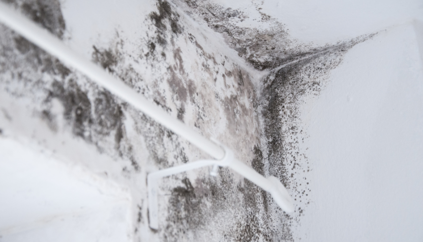 Mold Problems