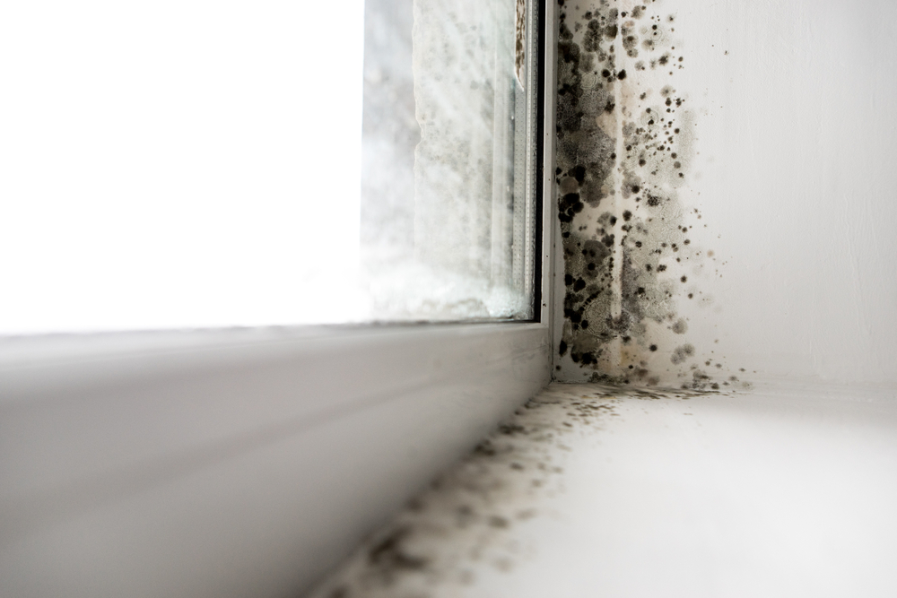 Why Mold Problems in Bartlett Homes Should Never Be Ignored