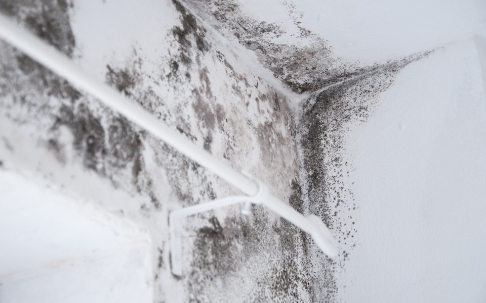 What Homeowners in Bartlett, IL Should Know About Mold Growth After Water Damage