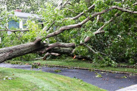 Tree knocked down. Storm damage restoration is significant in spring.