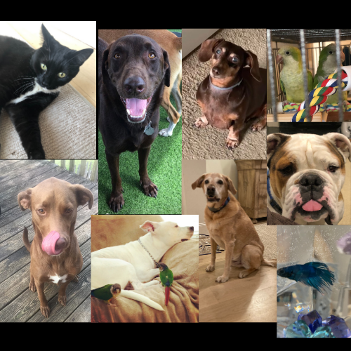 pet odor removal