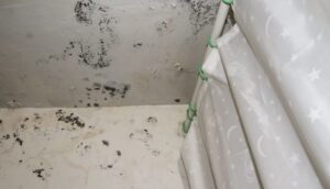 mold