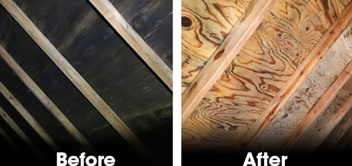 Bloomfield Mold Before and After