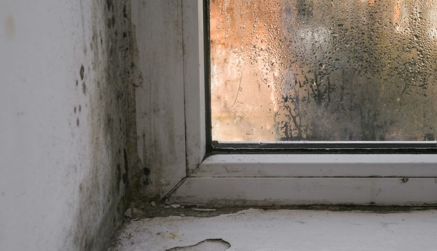 Mold and Mildew