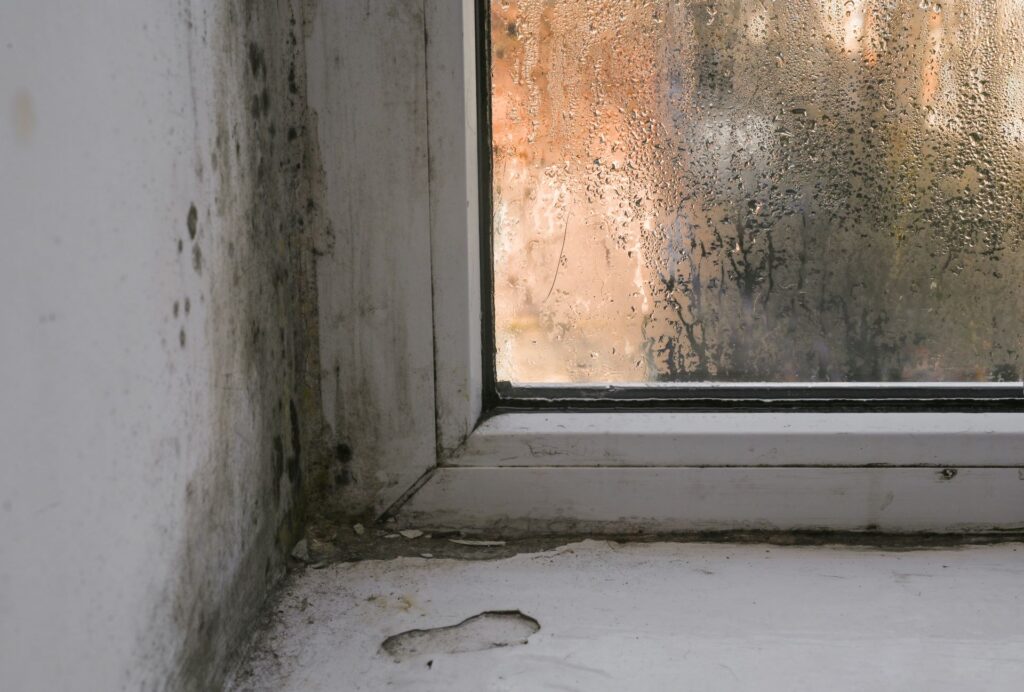 Mold and Mildew