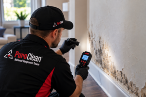 mold testing service
