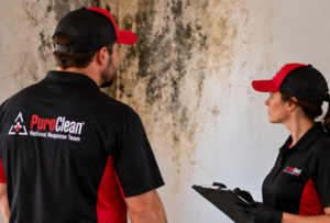 Mold Remediation Services