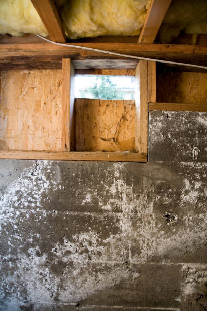 Trusted Crawlspace Mold Removal Services