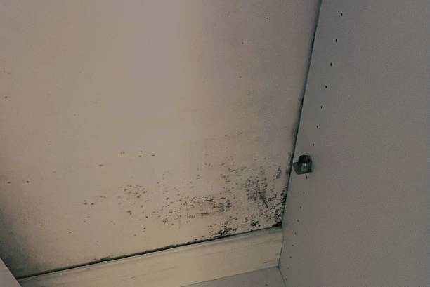 how to prevent mildew in closet