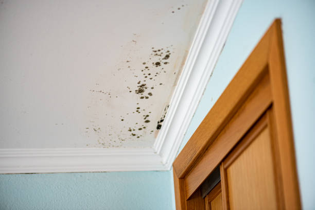 hidden mold growth