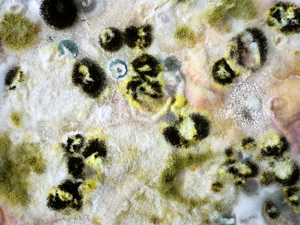 mold in home