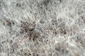 white mold in basement