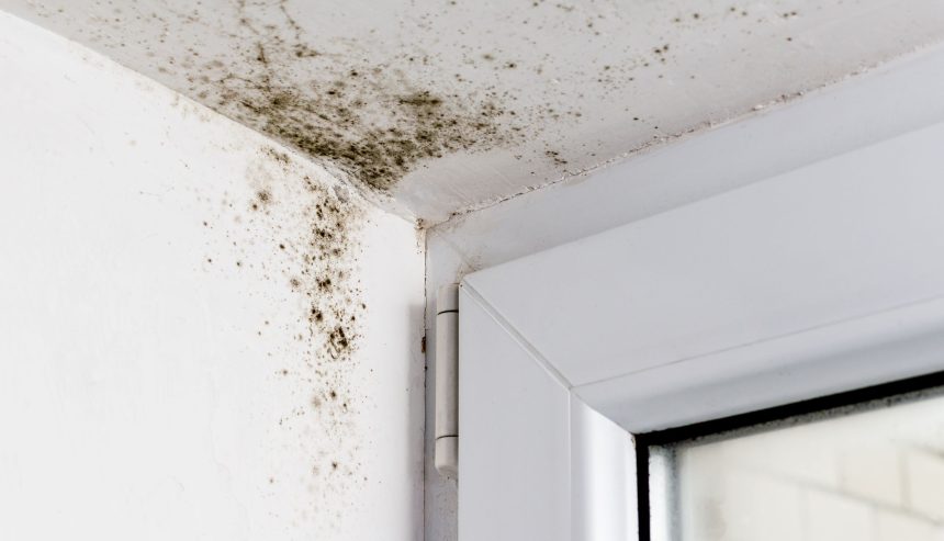 mold found on wall and ceiling near the corner of a doorframe in a home