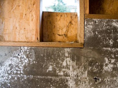 Trusted Crawlspace Mold Removal Services