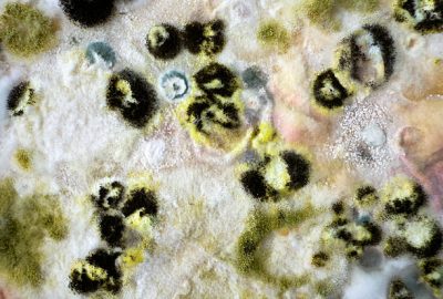 mold in home