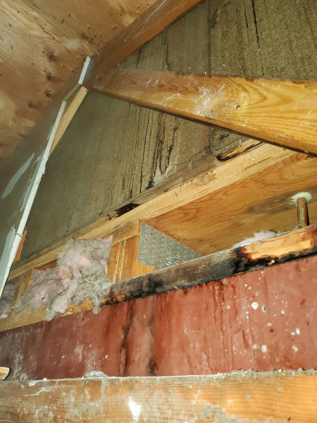 crawl space mold
