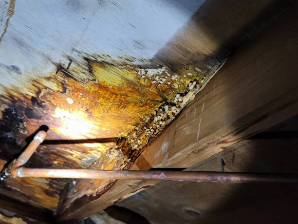 crawl space mold removal services