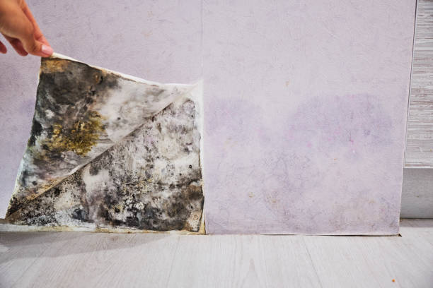 mold damage remediation