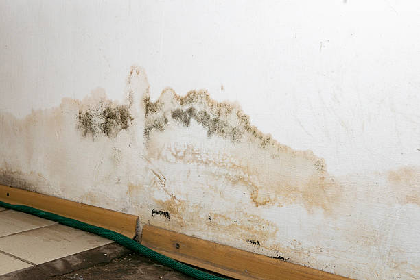 MOLD REMEDIATION COMPANY NEEDED IN BLOOMINGTON, IL
