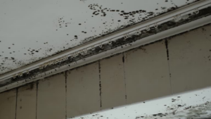 Mold Testing in Commercial Properties