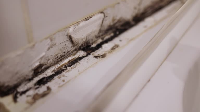 mold remediation service in Cooksville