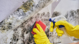basement mold removal
