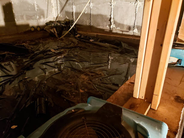 Crawlspace Mold