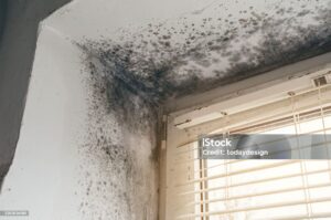 Extensive black mold covers a white wall and ceiling corner next to a window with blinds.