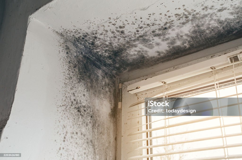 Extensive black mold covers a white wall and ceiling corner next to a window with blinds.