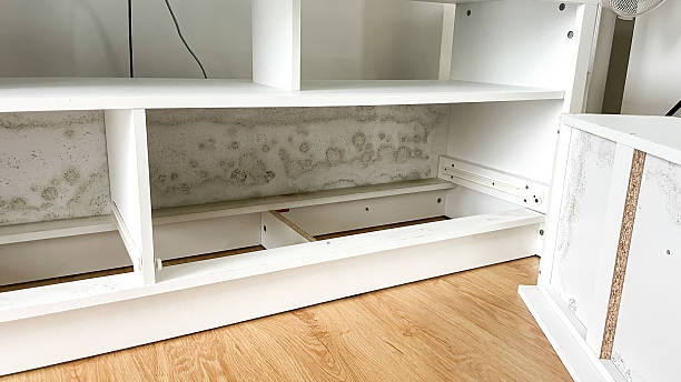 Extensive black mold stains the interior back panels of a white shelving unit.