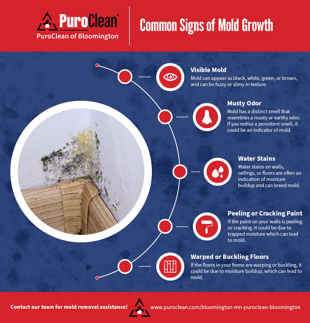 Differences Between Mold Restoration and Mold Remediation PuroClean